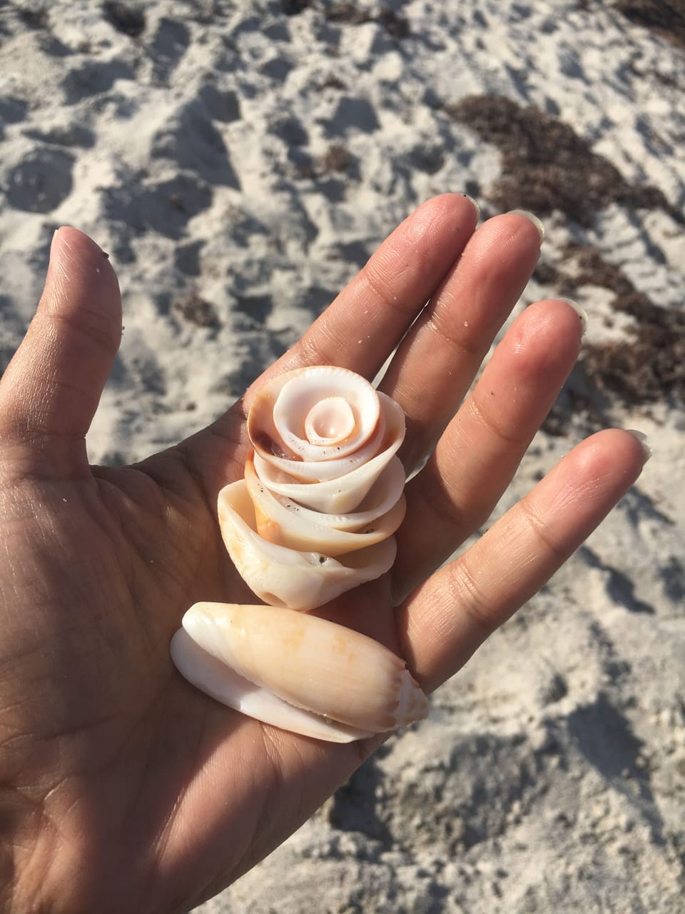 On Jupiter beach,  collecting shells
