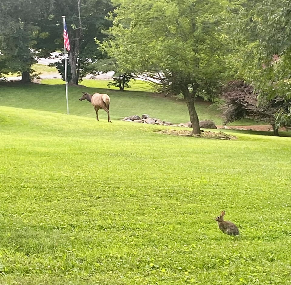 Elk and rabbit are often spotted near the Bear Den.
