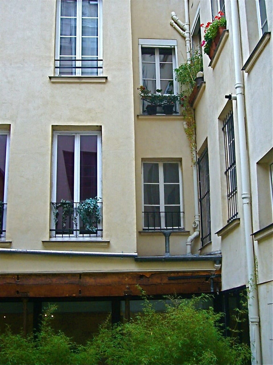 windows on the backyard
