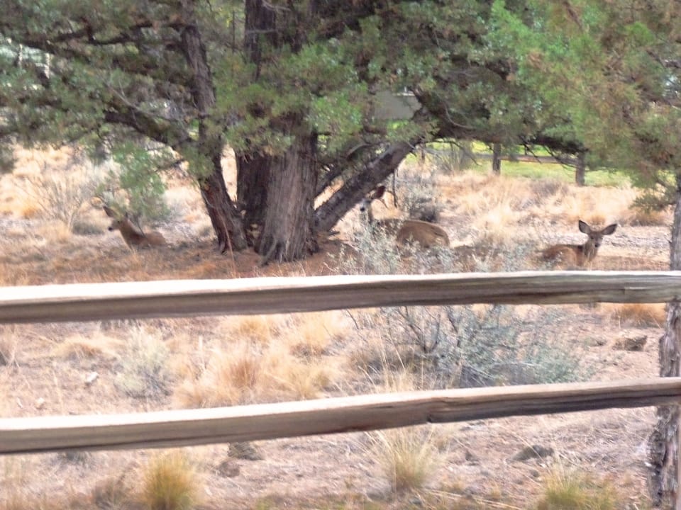 Deer are bedded down for the night in back yard.