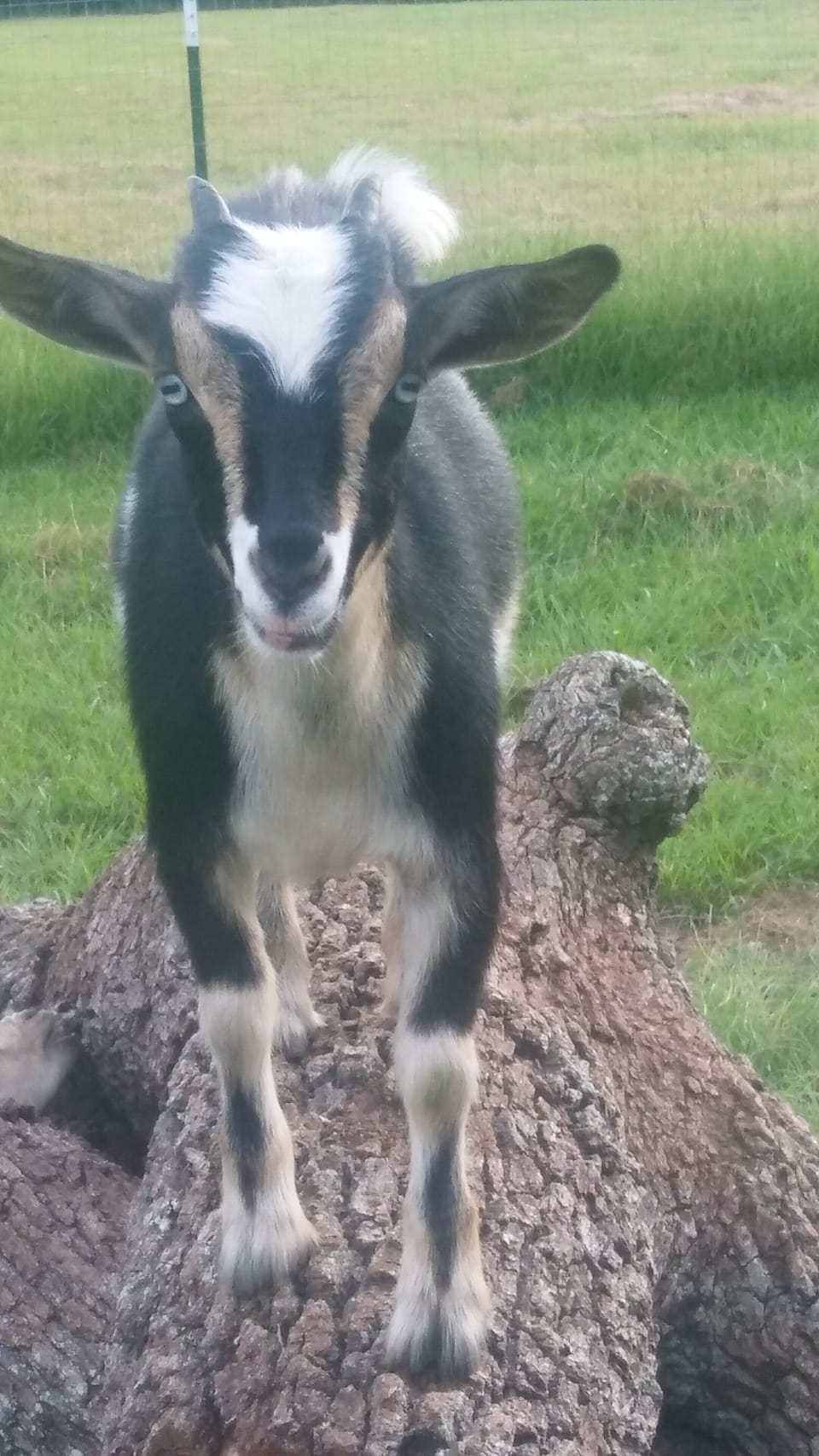 Adell - The Farmer & Adell
WE HAVE NIGERIAN DWARF GOATS