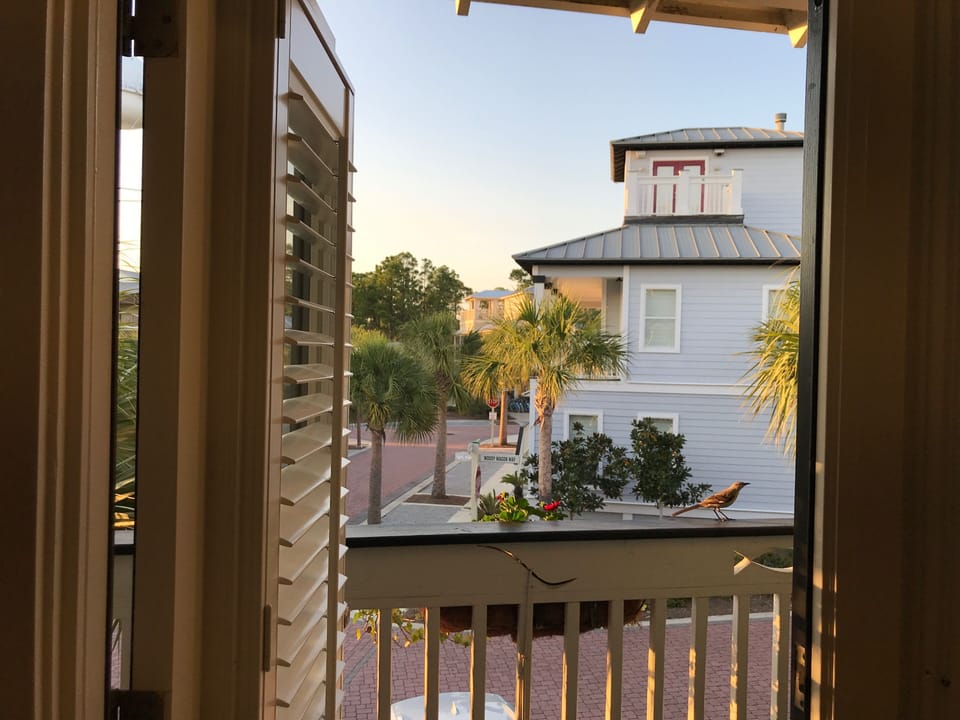 Little bird stopping by outside deck in the evening 
