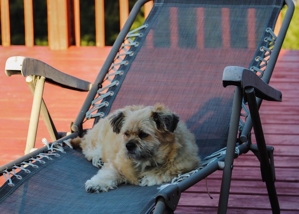Murray House Vacation Home is pet friendly.