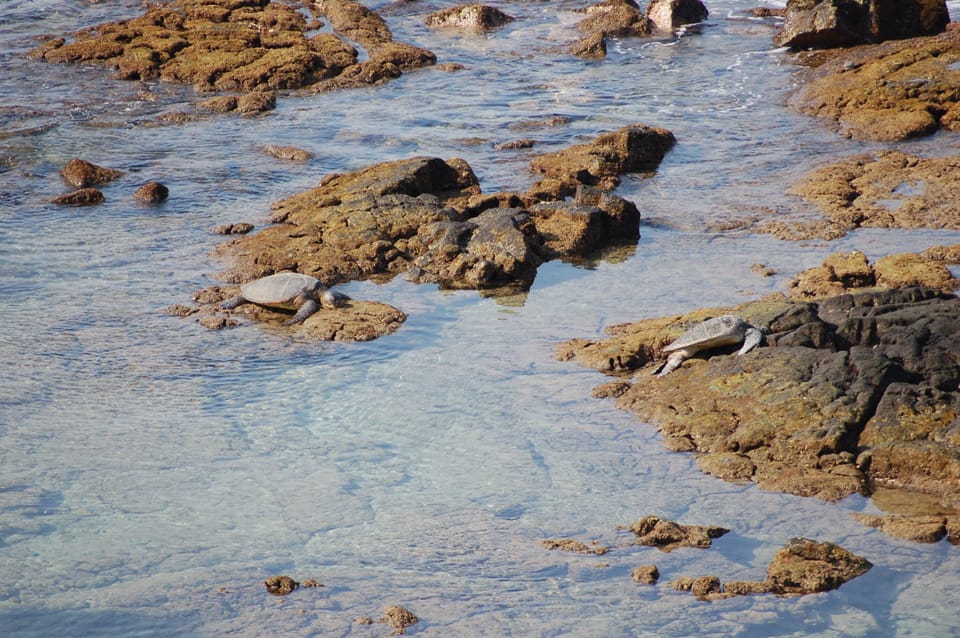 .watch the turtles from the lanai