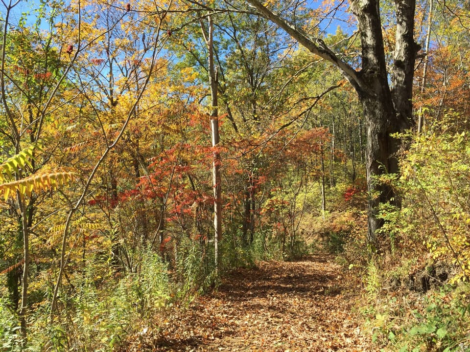 Behind our house in the fall