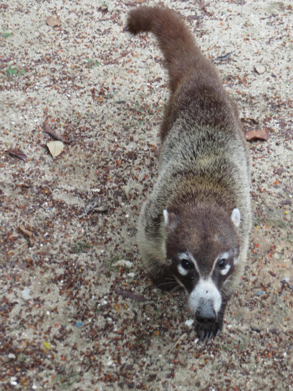 The Coati, a every now and then visitor