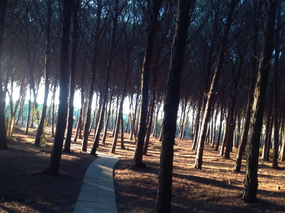 Short 5 minute walk to the beach through a beautiful pine forest 