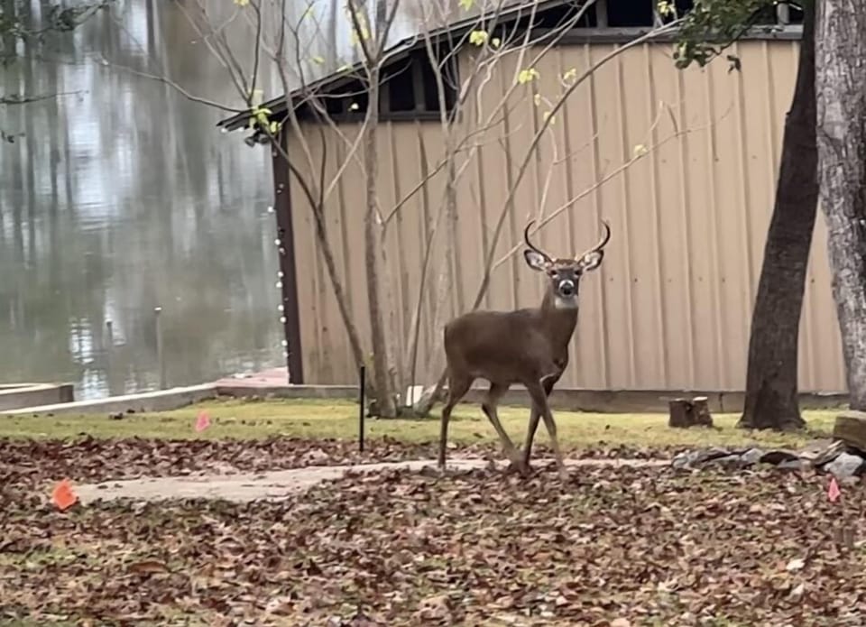 Deer in the yard
