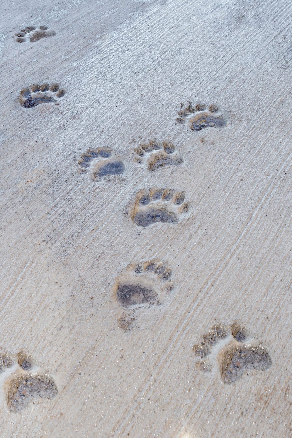 We got some visitors while doing are driveway!!