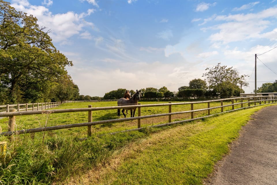 horses in one of the fields