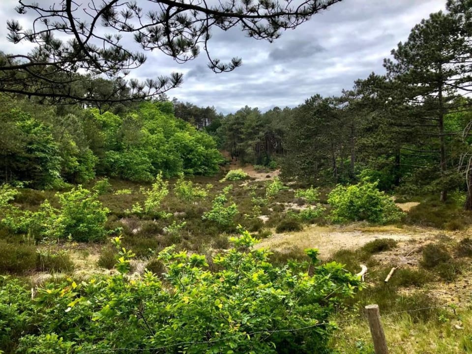 Region [summer] (>5 km)