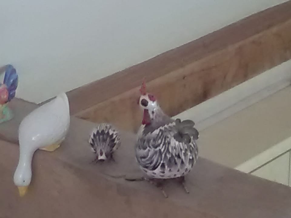 Our happy hens provide us with eggs, surplus eggs available for guests to enjoy