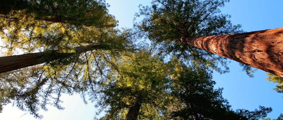 Our oldest redwood is over 1,200 year old!!!