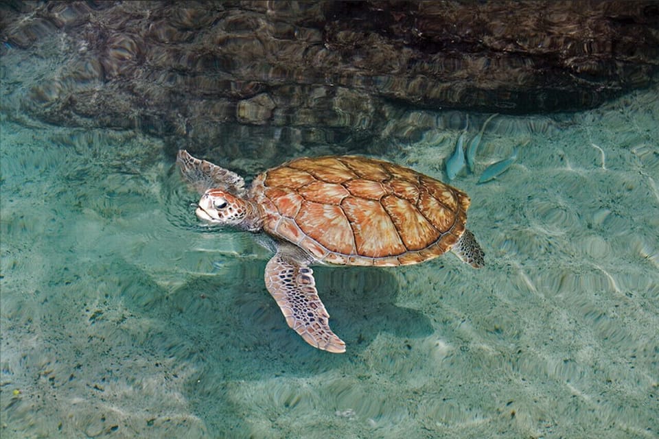 A sea turtle saying hello!