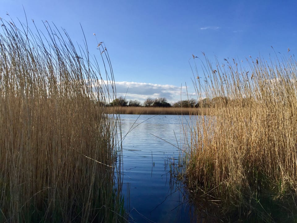 Pagham harbour nature reserve just 10 minutes walk along East Beach 