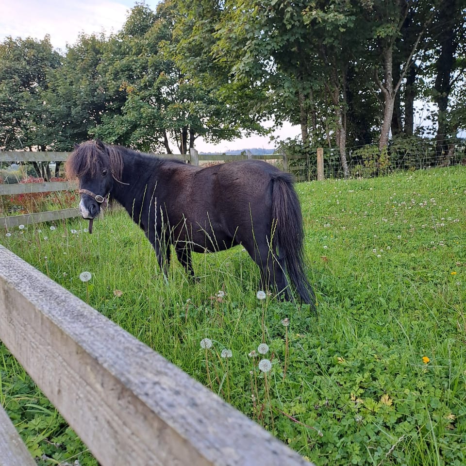 Pancóg, one of two miniature shetlands who live at Tigh Mhic Timmy is camera shy