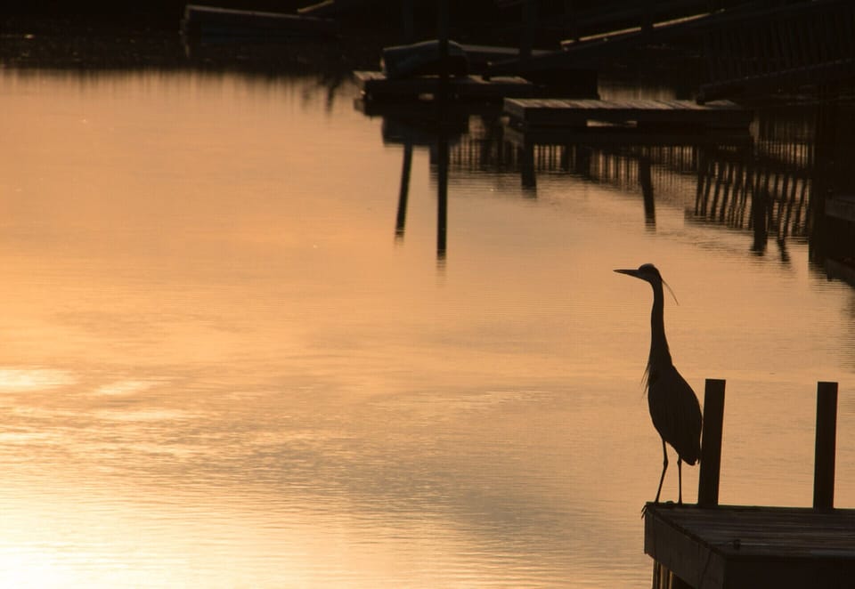 Wildlife watching is a year-round hobby.