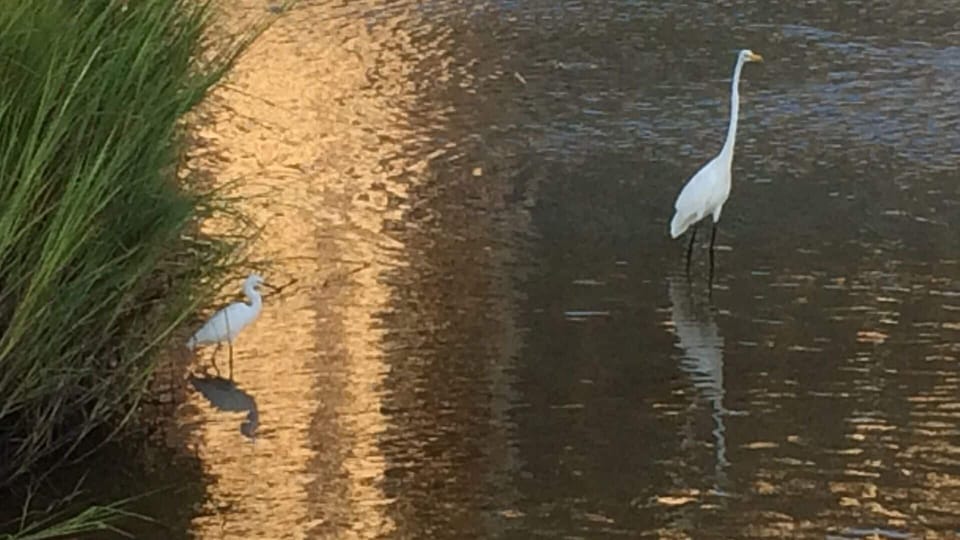 Stop and spot the wildlife in the salt marsh creek.