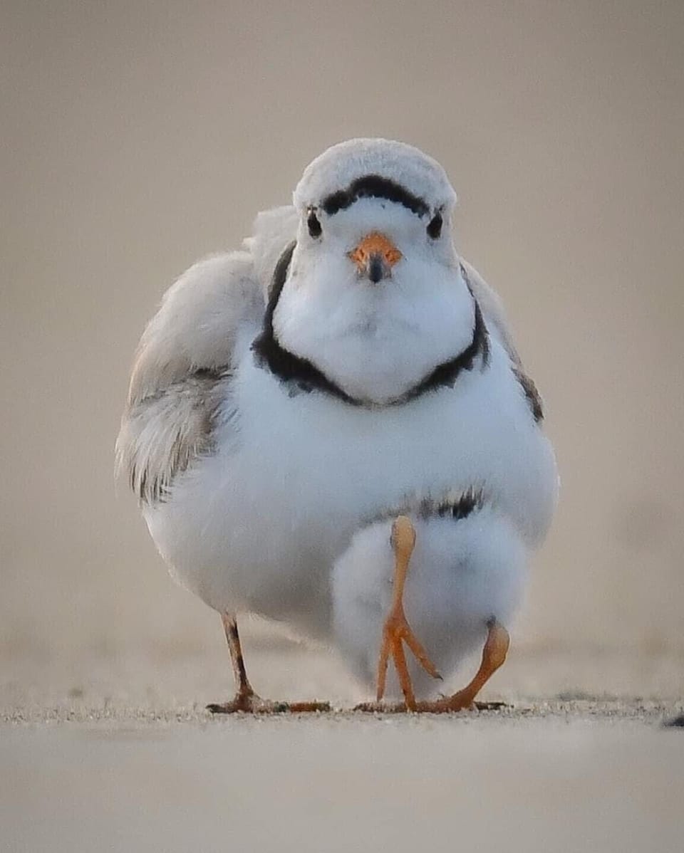 Piping plovers