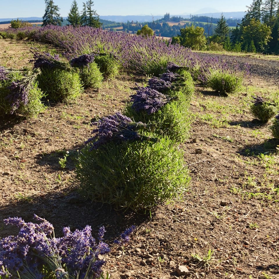 Lavender bundles ready for drying and purchase