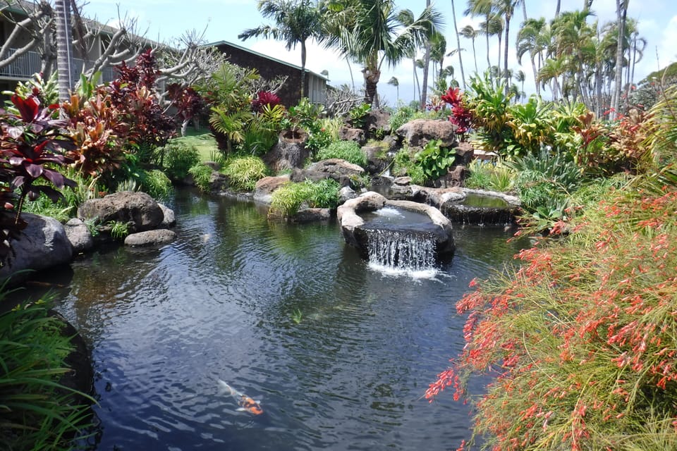 Our beautiful Koi pond 