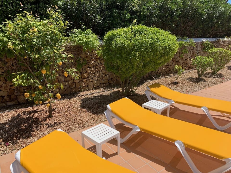 Lemon Tree
