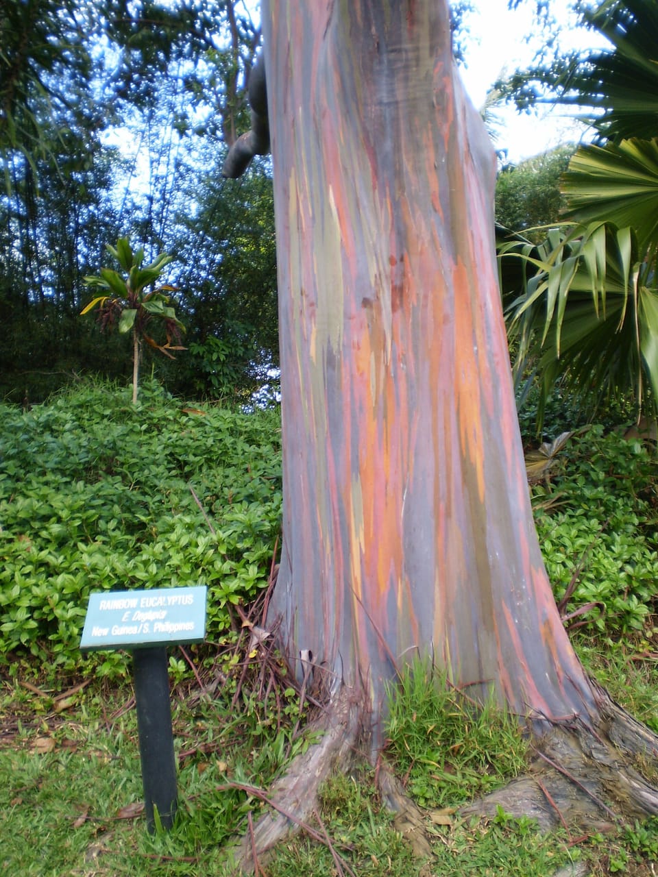Rainbow Eucalyptus