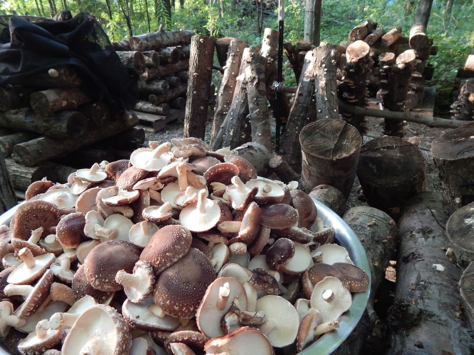 Guests may order fresh mushrooms, maple syrup and pork from our farm.