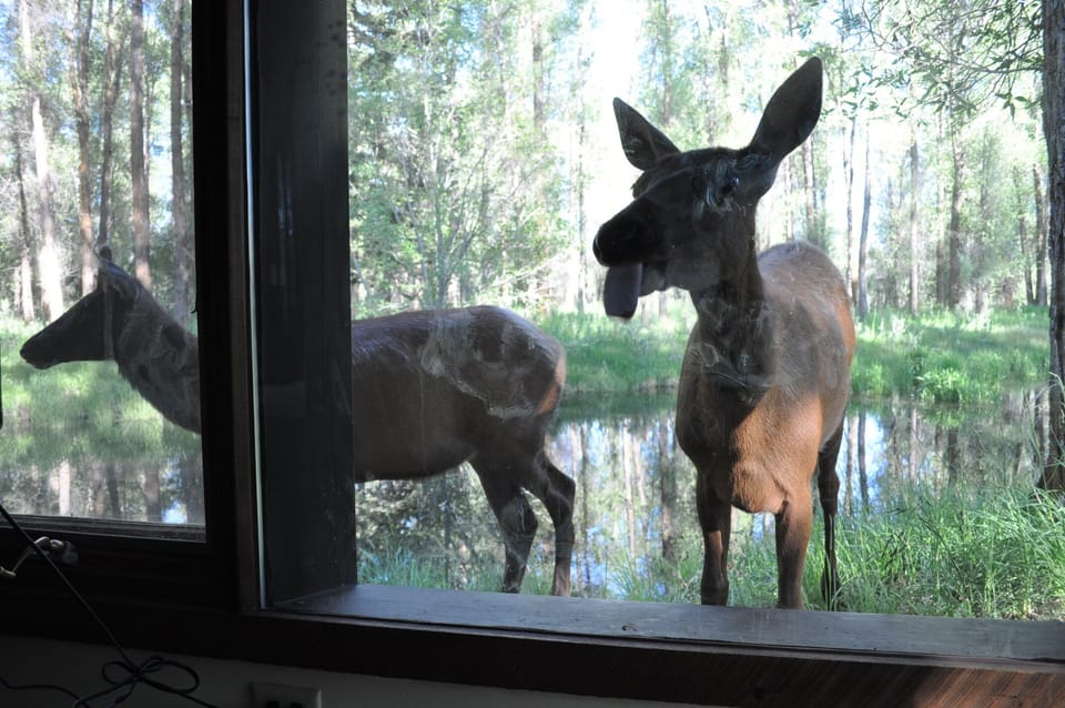 Wildlife love to spy on us.