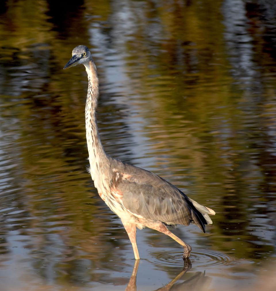 Juvenile Grey Heron