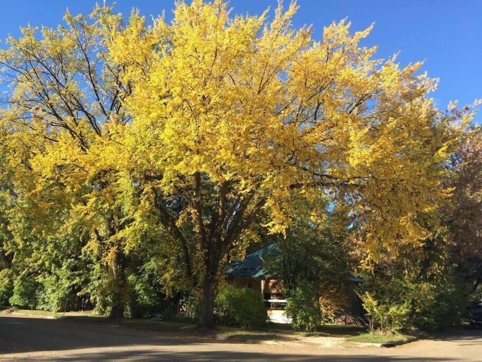 Cabin On Montana in October