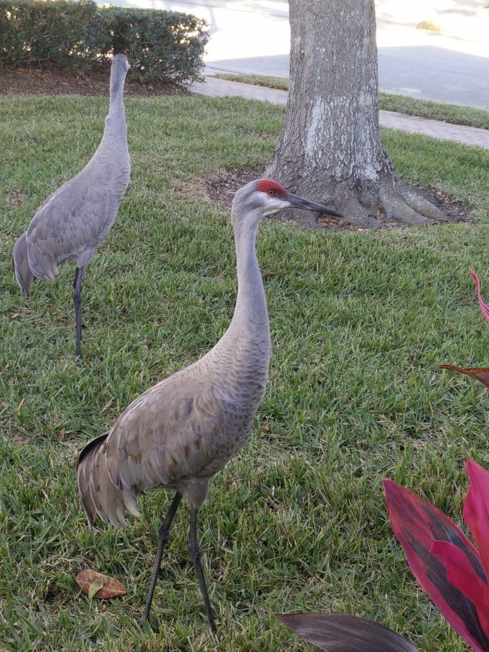 Occasional visitors