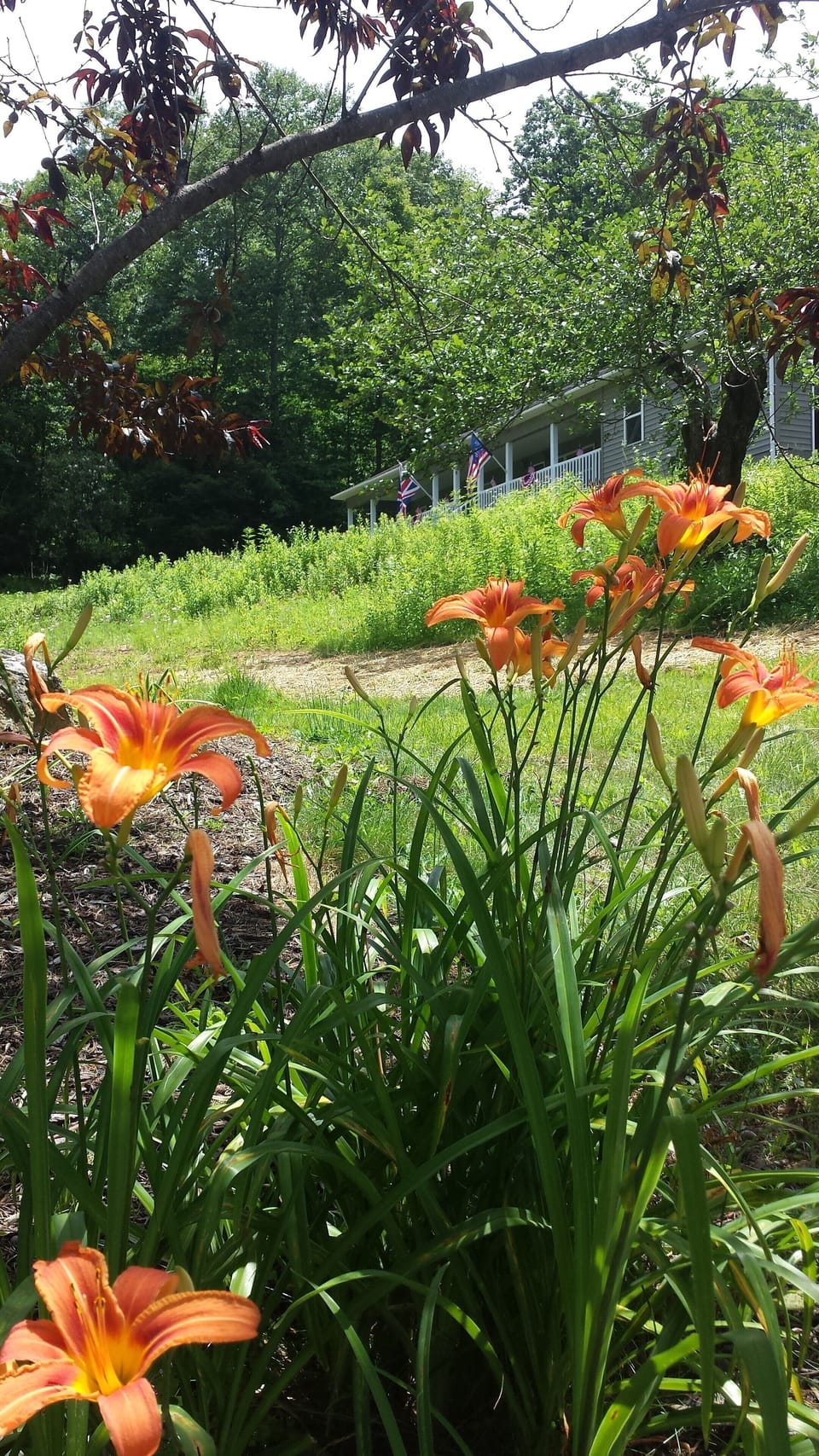 Wildflowers on the 4 acre private property 