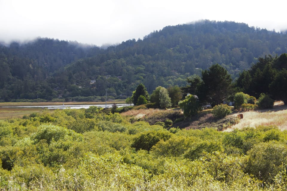 Vista overlook of wetlands and treetops is a short walk down the road.