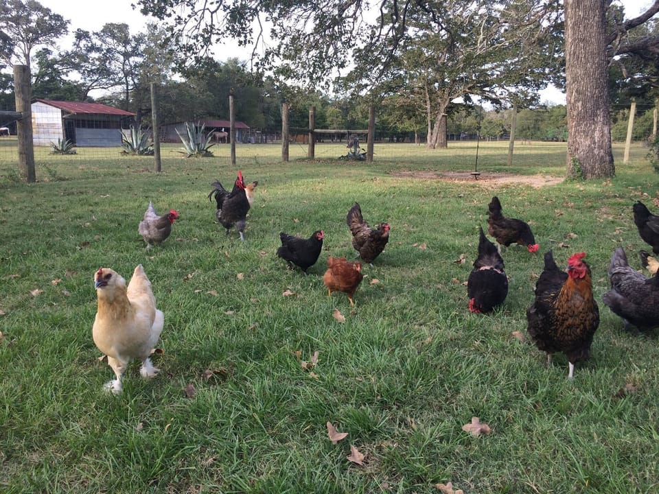 The lovely lady layers. 
Where is the mighty Cluck Norris