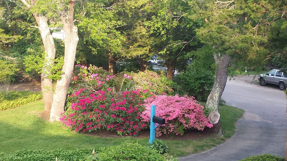 Giant azaleas and rhododendron are amazing in late May and early June.  