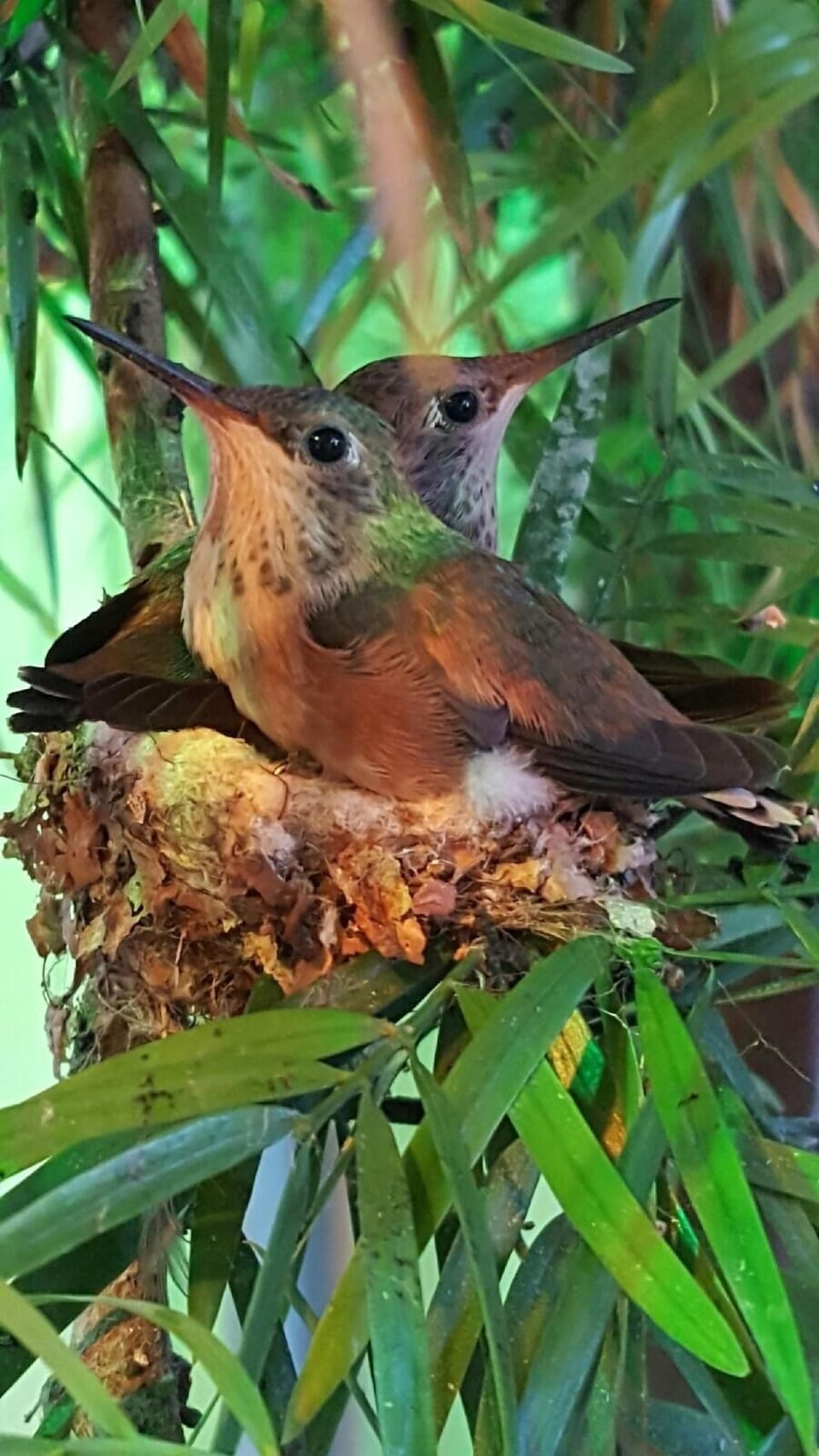 Hummingbird with bird net ( backyard)