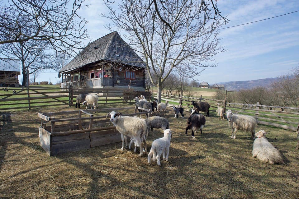 Sheep at neighbouring farm on the hill; notice the next farm on the hill