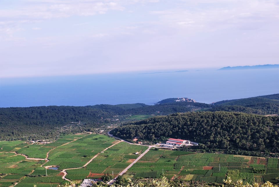 Panoramic view of Cara vineyard
