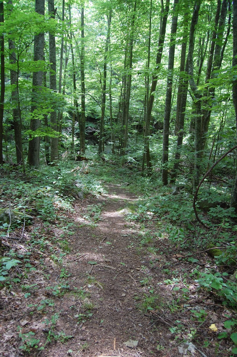 Pathway to the river.