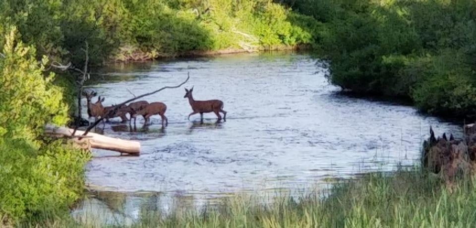 Deer crossing a shallow section of the river.