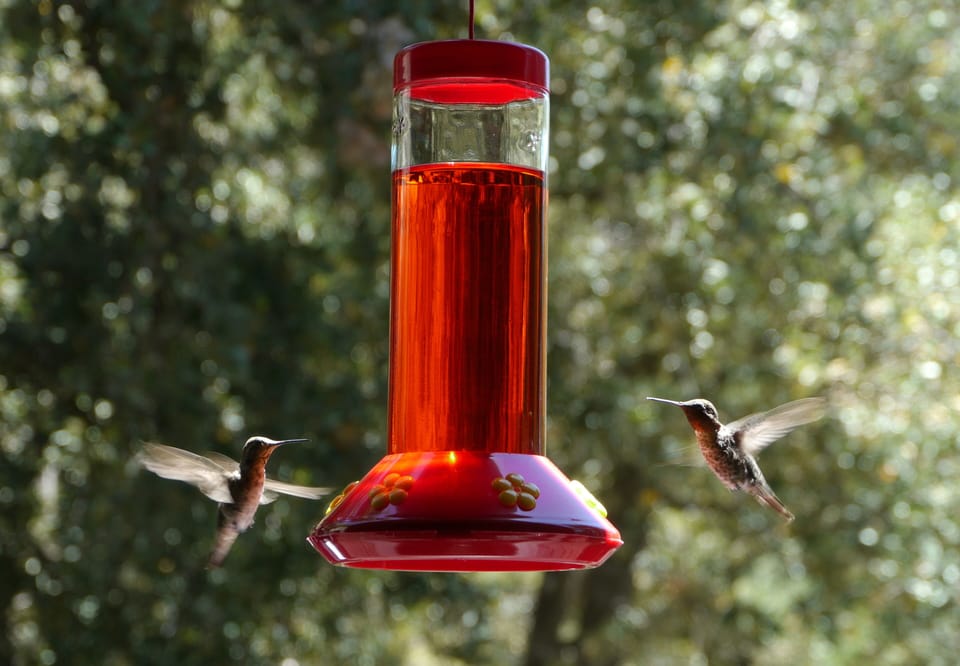 Daily visitors to Boulder Creek Cottage