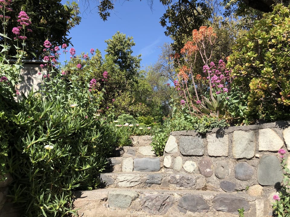 Succulent wall in front of the house entrance