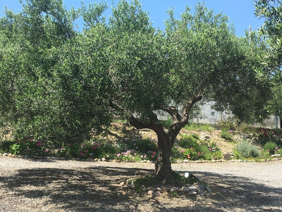 olive tree in garden.