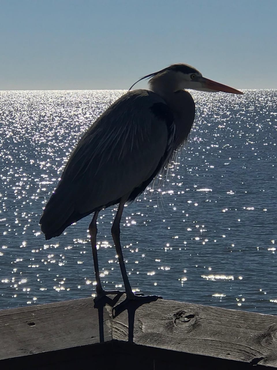 Blue Heron taken on the Bay St Louis Pier