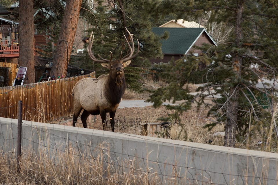 Elk Across The Street