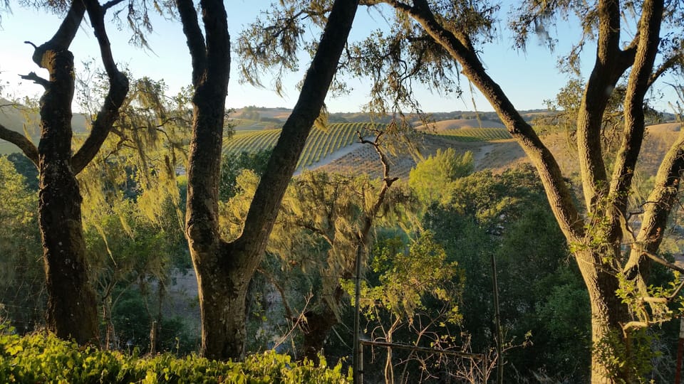 Vineyard views 