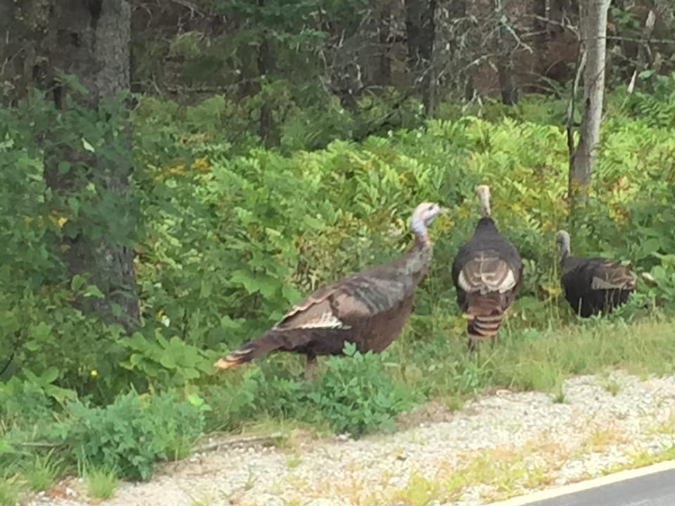 Drive slowly as families of local turkey cross the road often!