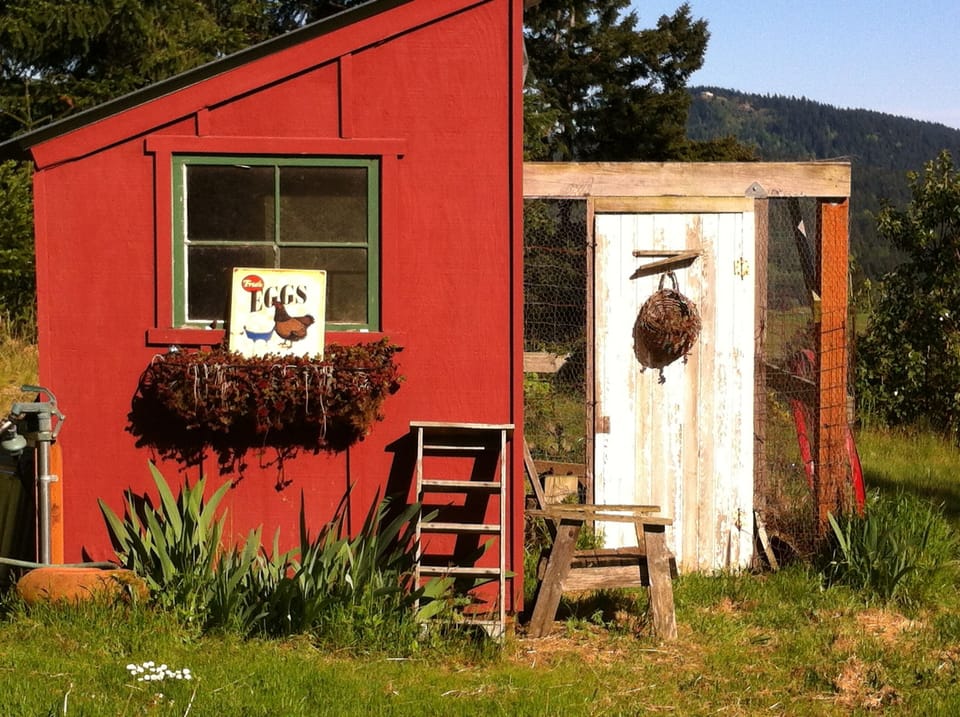 Our hens in the coop.