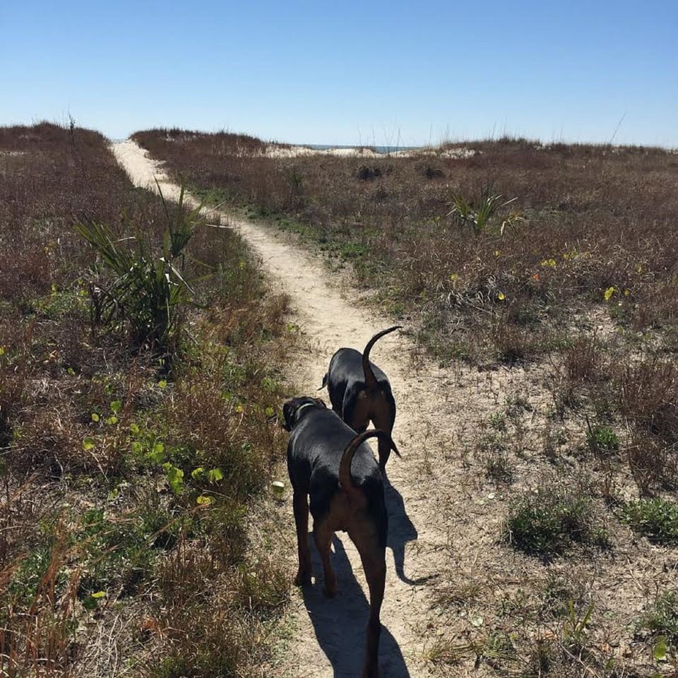Short walk to the pet friendly beach.